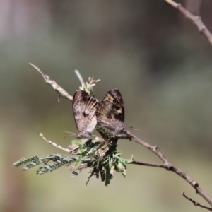 Geitoneura klugii at South East Forest National Park - 18 Jan 2024