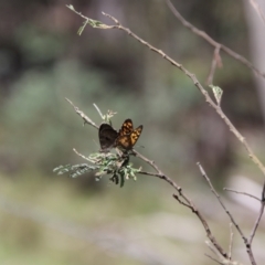 Geitoneura klugii at South East Forest National Park - 18 Jan 2024