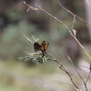 Geitoneura klugii at South East Forest National Park - 18 Jan 2024