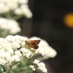 Timoconia flammeata (Bright Shield-skipper) at Nunnock Swamp - 18 Jan 2024 by Csteele4