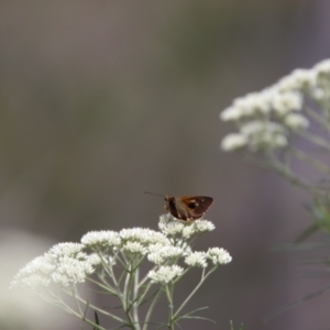 Timoconia flammeata at South East Forest National Park - 18 Jan 2024