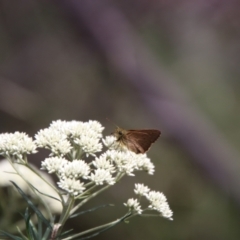 Timoconia flammeata at South East Forest National Park - 18 Jan 2024