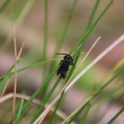 Achras limbatum (A net-winged beetle) at South East Forest National Park - 18 Jan 2024 by Csteele4
