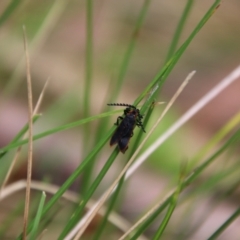 Achras limbatum (A net-winged beetle) at Glen Allen, NSW - 17 Jan 2024 by Csteele4