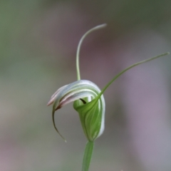 Diplodium decurvum (Summer greenhood) at South East Forest National Park - 18 Jan 2024 by Csteele4