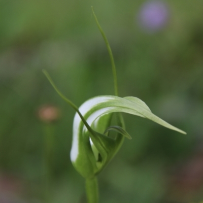 Pterostylis falcata (Sickle Greenhood) at Nunnock Swamp - 18 Jan 2024 by Csteele4