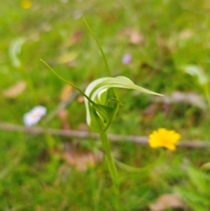 Pterostylis falcata at South East Forest National Park - 18 Jan 2024