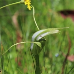 Pterostylis falcata at South East Forest National Park - 18 Jan 2024