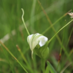 Pterostylis falcata at South East Forest National Park - 18 Jan 2024