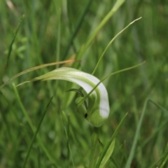 Pterostylis falcata at South East Forest National Park - 18 Jan 2024