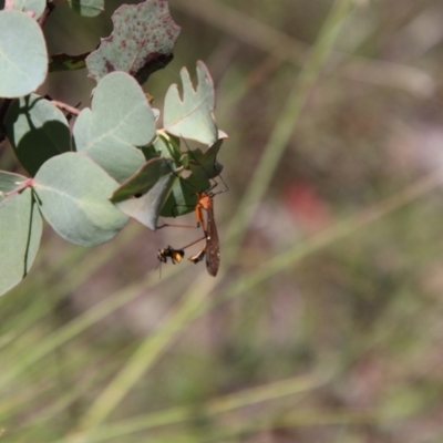 Harpobittacus australis (Hangingfly) at Glen Allen, NSW - 18 Jan 2024 by Csteele4