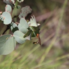 Harpobittacus australis at Glenbog State Forest - 18 Jan 2024