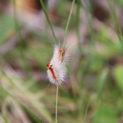Trichiocercus sparshalli (Sparshall's Moth) at Nunnock Swamp - 18 Jan 2024 by Csteele4