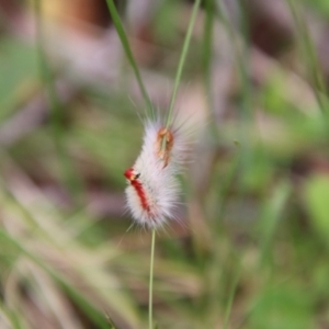 Trichiocercus sparshalli at South East Forest National Park - 18 Jan 2024