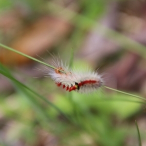 Trichiocercus sparshalli at South East Forest National Park - 18 Jan 2024