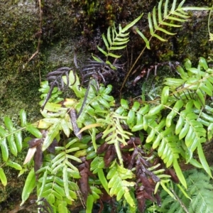 Blechnum ambiguum at Hill Top - 18 Jan 2024 07:42 AM