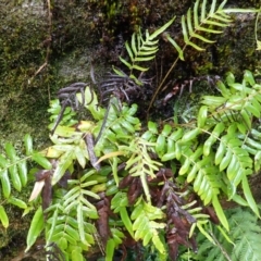 Blechnum ambiguum at Bargo River State Conservation Area - 17 Jan 2024 by plants