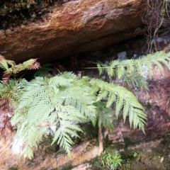 Todea barbara (King Fern) at Bargo River State Conservation Area - 18 Jan 2024 by plants