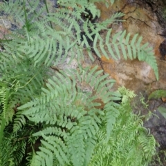 Histiopteris incisa (Bat's-Wing Fern) at Bargo River State Conservation Area - 17 Jan 2024 by plants