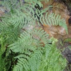 Histiopteris incisa (Bat's-Wing Fern) at Bargo River State Conservation Area - 18 Jan 2024 by plants
