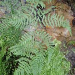 Histiopteris incisa (Bat's-Wing Fern) at Hill Top, NSW - 18 Jan 2024 by plants