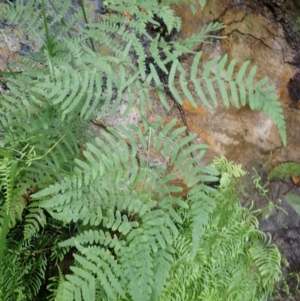 Histiopteris incisa at Hill Top - suppressed