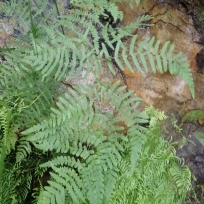 Histiopteris incisa (Bat's-Wing Fern) at Bargo River State Conservation Area - 18 Jan 2024 by plants
