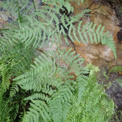 Histiopteris incisa (Bat's-Wing Fern) at Hill Top, NSW - 18 Jan 2024 by plants