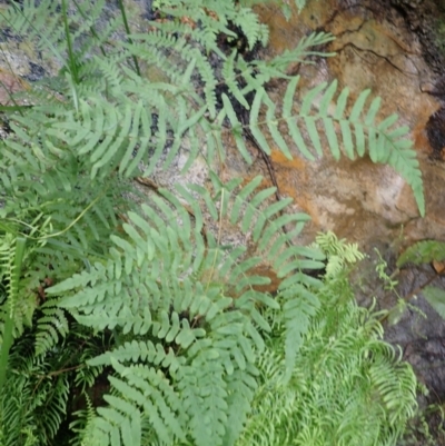 Histiopteris incisa (Bat's-Wing Fern) at Wingecarribee Local Government Area - 17 Jan 2024 by plants