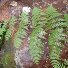 Histiopteris incisa at Hill Top - suppressed