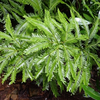 Sticherus flabellatus (Shiny Fan-fern, Umbrella Fern) at Bargo River State Conservation Area - 18 Jan 2024 by plants