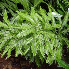 Sticherus flabellatus (Shiny Fan-fern, Umbrella Fern) at Hill Top - 17 Jan 2024 by plants