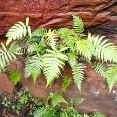 Blechnum cartilagineum (Gristle Fern) at Wingecarribee Local Government Area - 17 Jan 2024 by plants