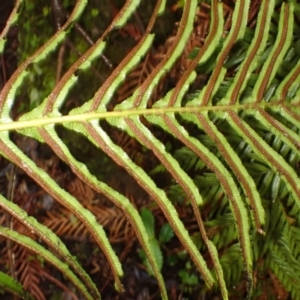 Blechnum cartilagineum at Hill Top - suppressed