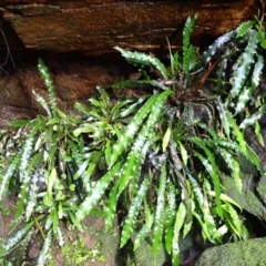 Blechnum patersonii subsp. patersonii (Strap Water Fern) at Bargo River State Conservation Area - 17 Jan 2024 by plants