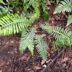 Blechnum nudum (Fishbone Water Fern) at Wingecarribee Local Government Area - 17 Jan 2024 by plants
