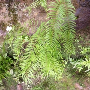 Gleichenia microphylla at Hill Top - suppressed