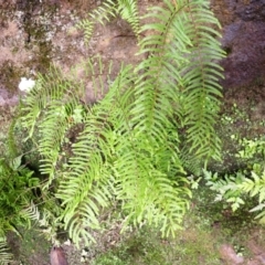 Gleichenia microphylla (Scrambling Coral Fern) at Wingecarribee Local Government Area - 17 Jan 2024 by plants