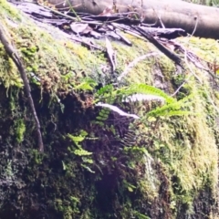 Pellaea nana (Dwarf Sickle Fern) at Hill Top, NSW - 18 Jan 2024 by plants