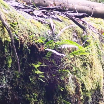 Pellaea nana (Dwarf Sickle Fern) at Bargo River State Conservation Area - 17 Jan 2024 by plants