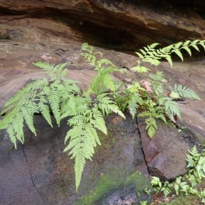 Pteris tremula (Tender Brake) at Hill Top, NSW - 17 Jan 2024 by plants