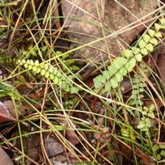 Lindsaea linearis (Screw Fern) at Bargo River State Conservation Area - 17 Jan 2024 by plants