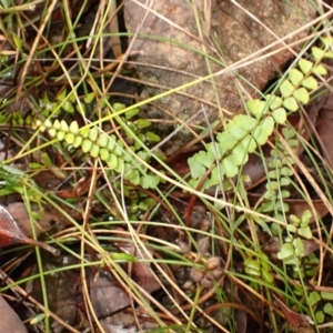 Lindsaea linearis at Hill Top - 18 Jan 2024 08:49 AM