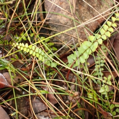 Lindsaea linearis (Screw Fern) at Hill Top, NSW - 17 Jan 2024 by plants