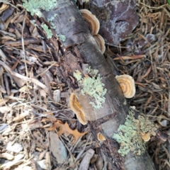 Trametes sp. at Watson, ACT - 19 Jan 2024 by abread111