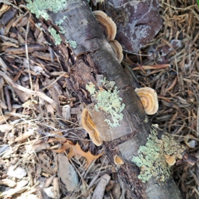 Trametes sp. at Watson, ACT - 18 Jan 2024 by abread111