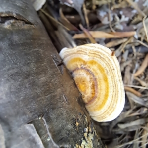 Trametes sp. at Watson, ACT - 19 Jan 2024 09:11 AM