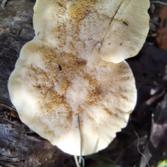 Trametes sp. at Watson, ACT - 19 Jan 2024 09:11 AM