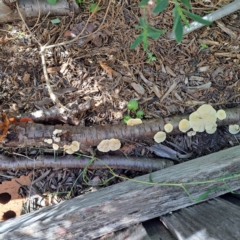 Trametes sp. at Watson, ACT - 19 Jan 2024 09:11 AM