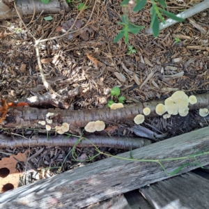 Trametes sp. at Watson, ACT - 19 Jan 2024 09:11 AM